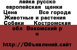 лайка русско-европейская (щенки) › Цена ­ 5 000 - Все города Животные и растения » Собаки   . Костромская обл.,Вохомский р-н